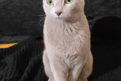 Diana