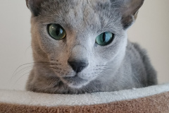 Mishka