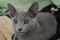 Nova